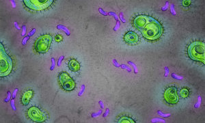 Bacterias-intestinales-han-evolucionado-millones-de-anos-junto-a-los-hominidos_image_380
