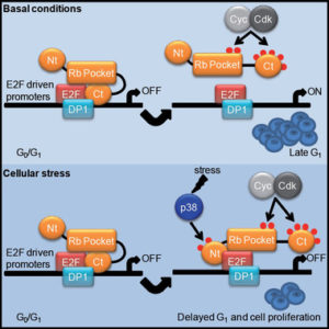 el-estres-celular-activa-una-importante-proteina-anticancerosa_image_380